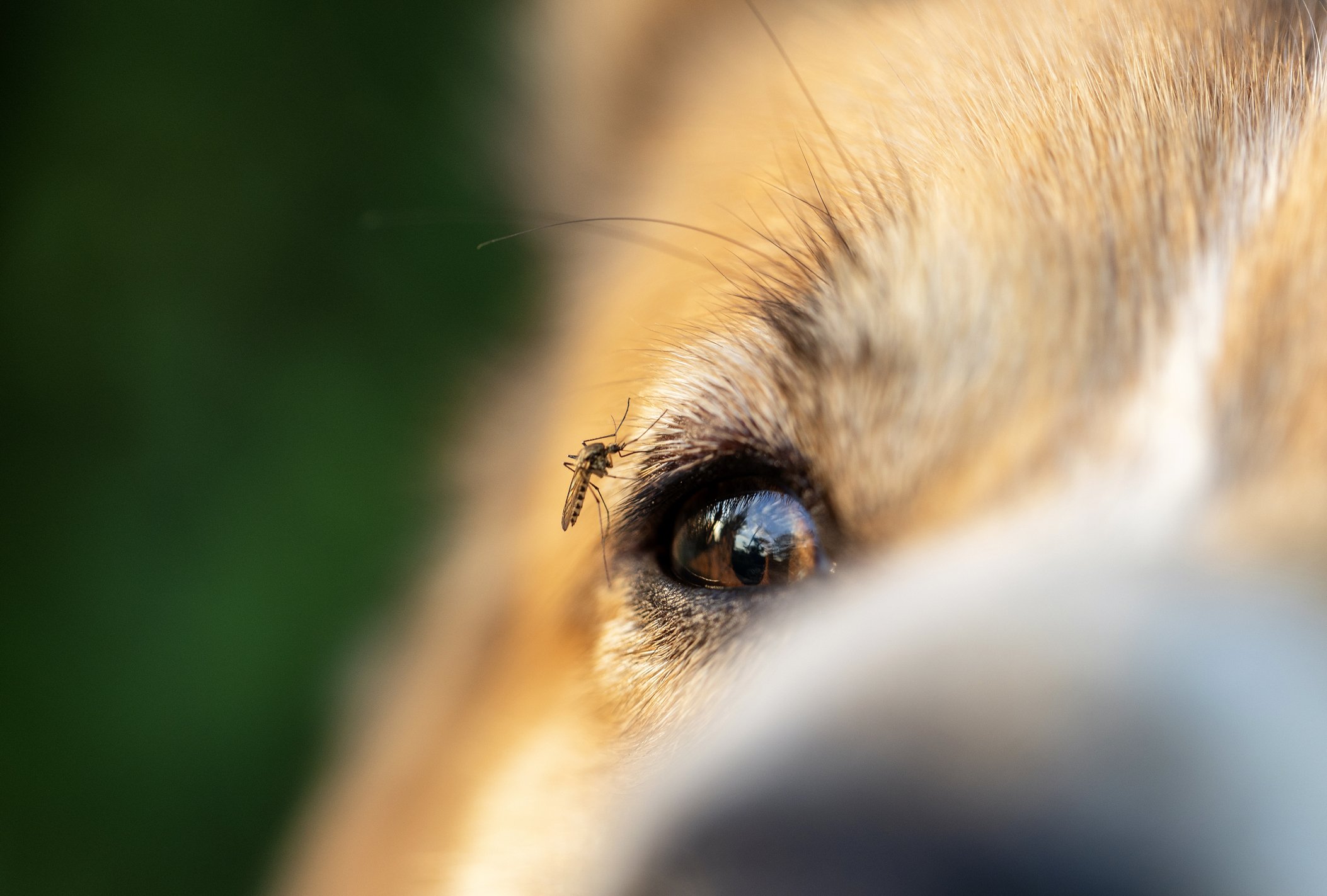 mosquito on a dog