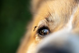 mosquito on a dog