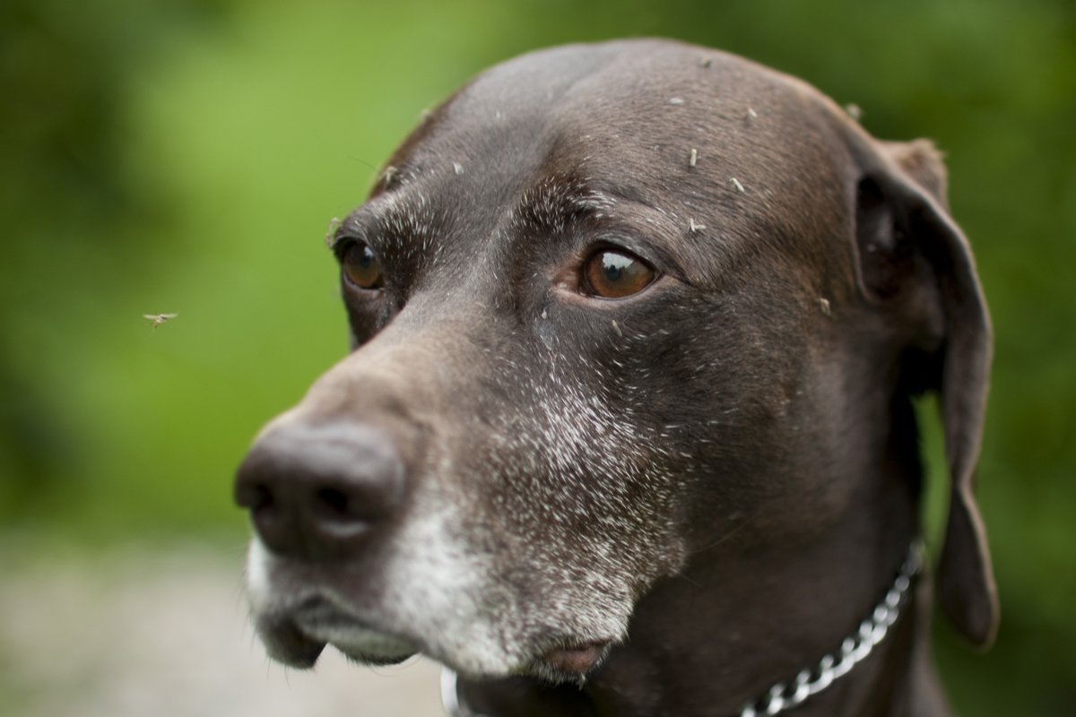 mosquitos on a dog's head