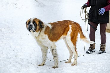 moszkvai őrkutya gazdájával a hóban sétál