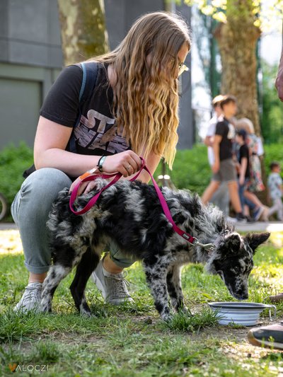 Mudi a DOGZ Fesztivál 2025 magyar kutyafajták falkasétáján
