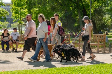 Három mudi a DOGZ Fesztivál 2025 magyar kutyafajták falkasétáján