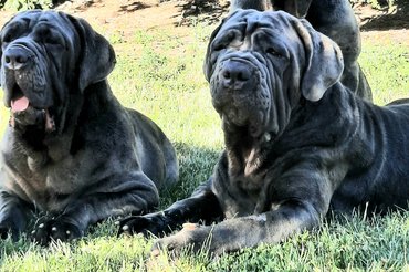 Nápolyi masztiffok a Della Grandozza Mastino Kennelből
