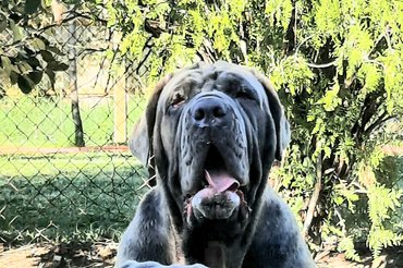 Nápolyi masztiff a Della Grandozza Mastino Kennelből