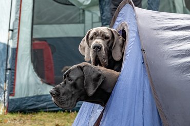 német dogok kukucskálnak egy sátorból