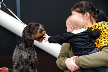 német vizslát simogat egy gyerek