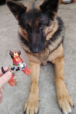 németjuhász kutyás dísszel