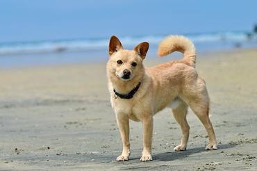 norvég buhund