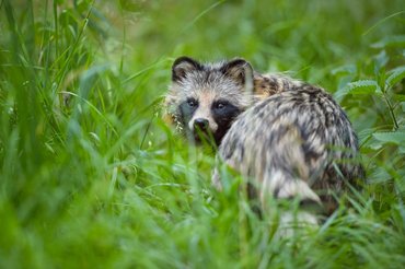 nyestkutya áll a fűben