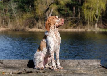 olasz vizsla tóparton, dokkon ül
