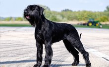 óriás schnauzer