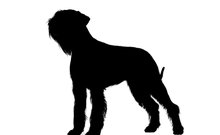 óriás schnauzer sziluettje