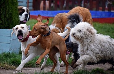 panziós kutyák játszanak