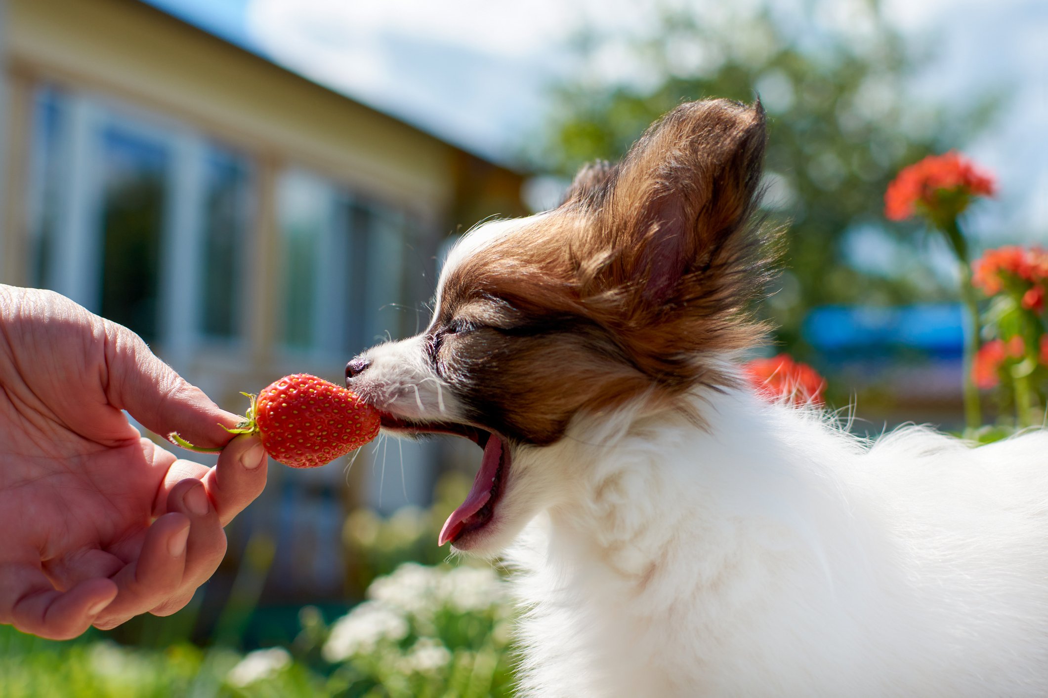 Pappilon is eating strawberry