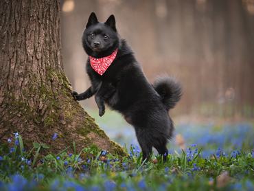 piros bandanás schipperke egy fának támaszkodik