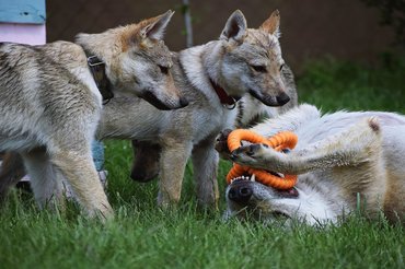 Three dogs are playing with a toy