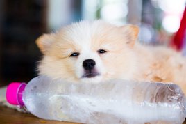 Pomerániai hideg vizes palackon fekszik