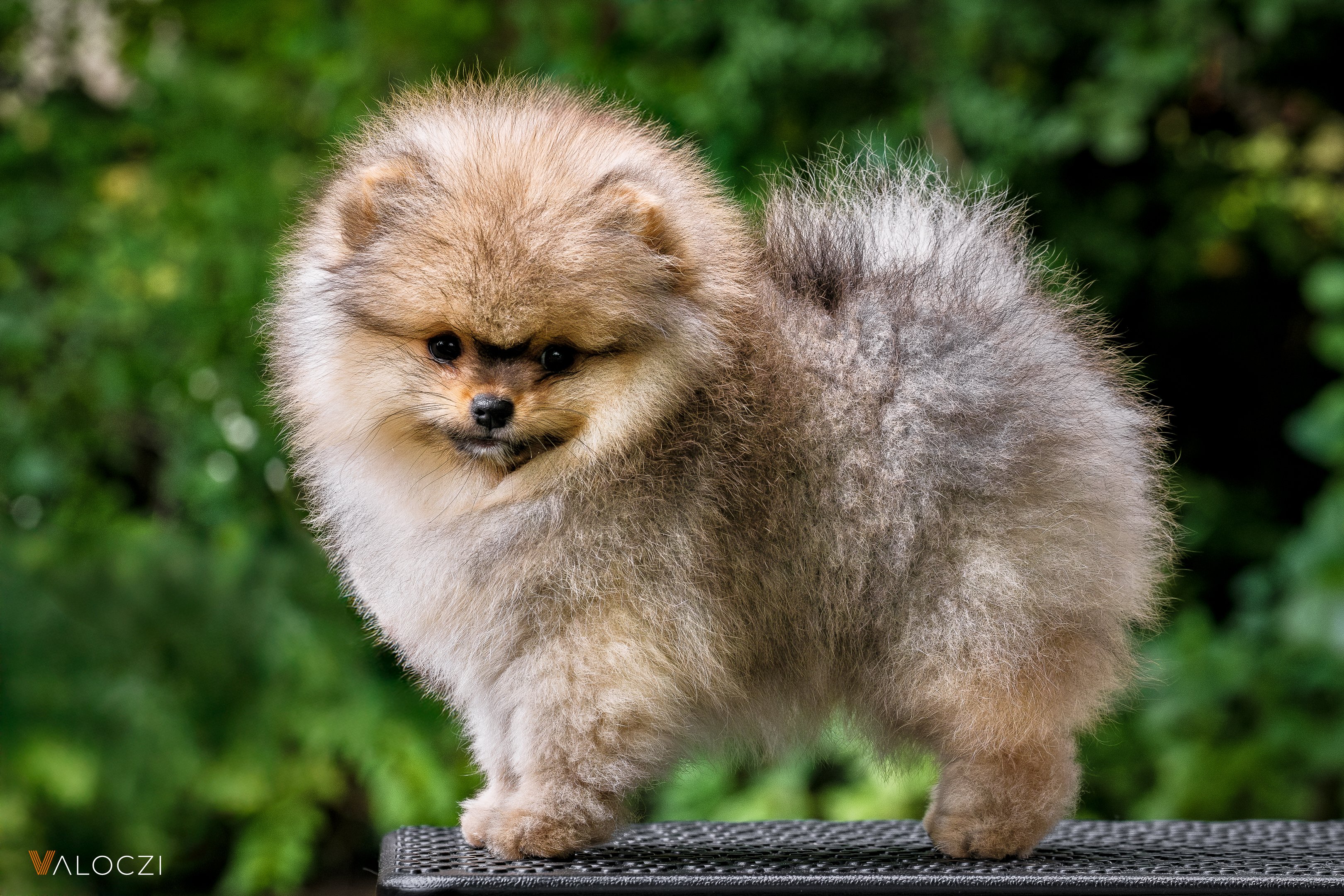 pomerániai