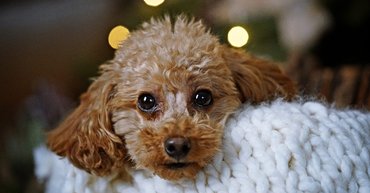 Christmas with dog