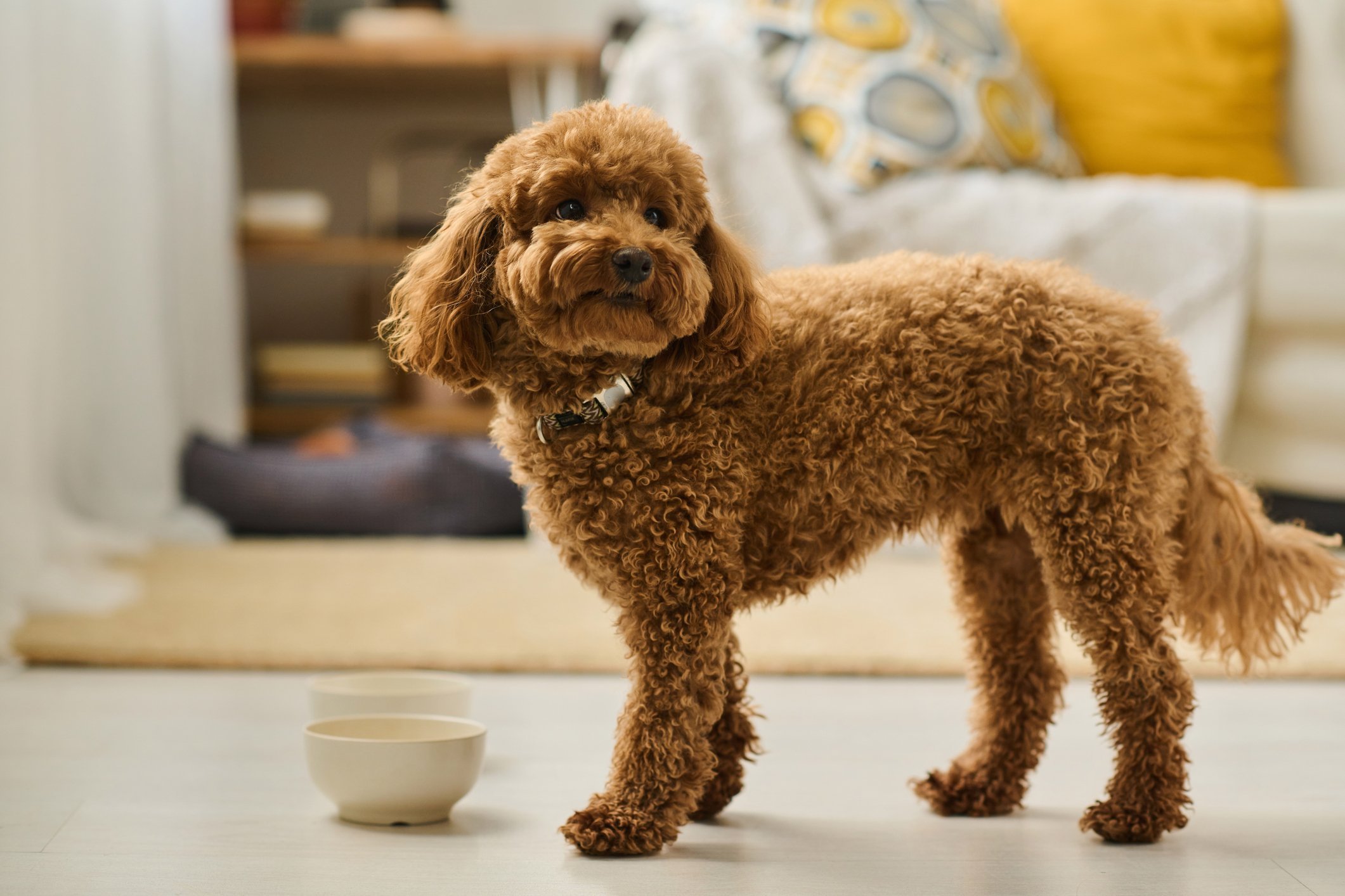 Poodle