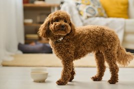 Poodle