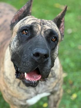 presa canario chilli con canario kennel