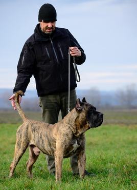 presa canario gazdájával chilli con canario kennel