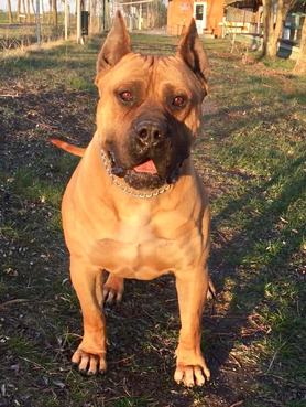 presa canario kedvesen néz a kamerába