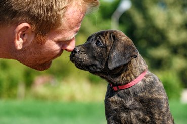 presa canario kölyök