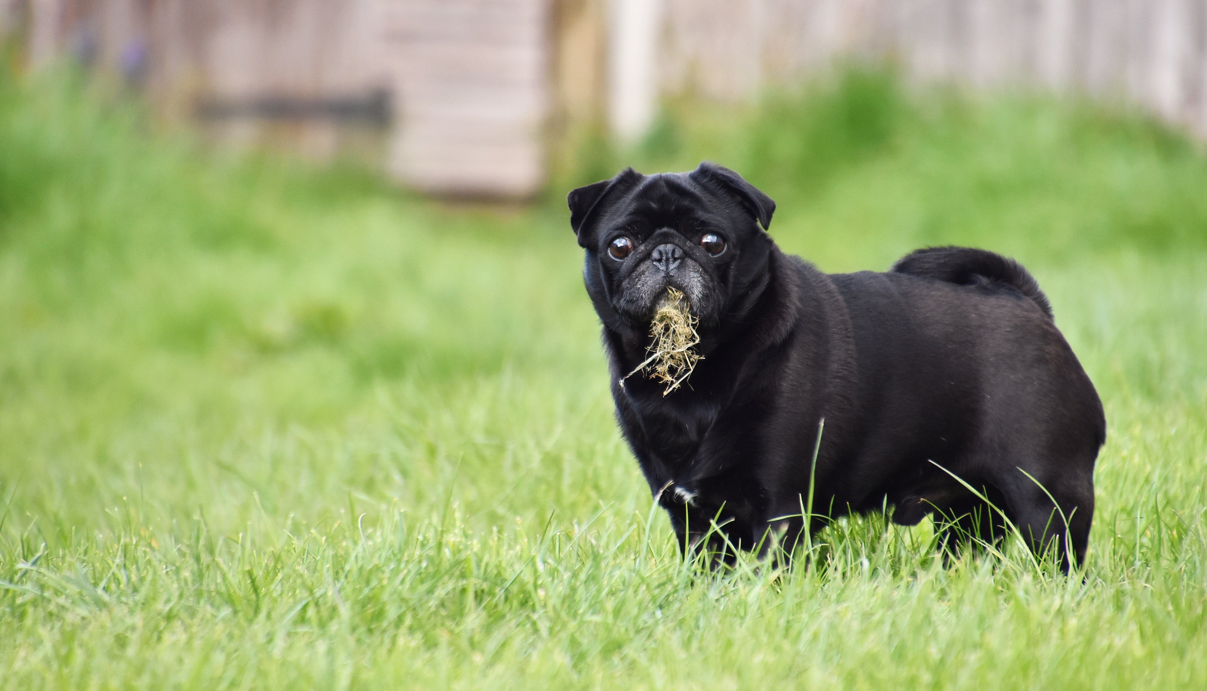 A black Pug is eating grass