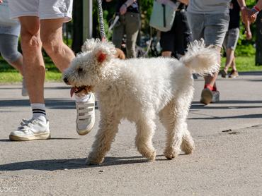 pumi a DOGZ Fesztivál 2025 magyar kutyafajták falkasétáján