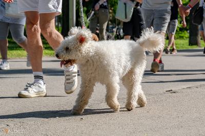 pumi a DOGZ Fesztivál 2025 magyar kutyafajták falkasétáján
