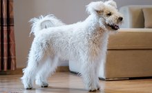 pumi