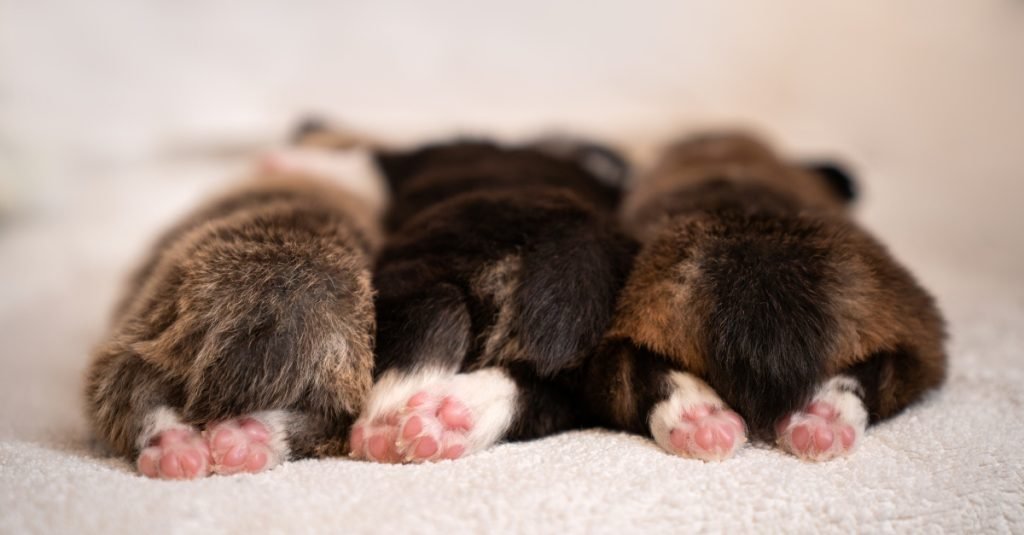 puppies