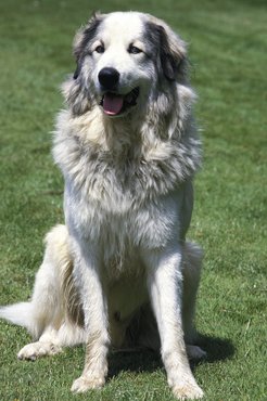 Pyrenean Mastiff