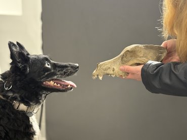 Egy kutyakoponyát néz egy mudi
