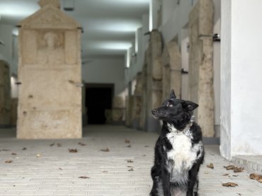 Luca, a régész kutyája a római szarkofágok között