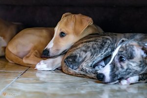 resting dogs