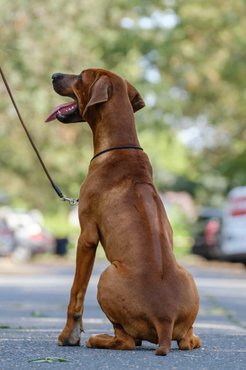 rhodesian ridgeback