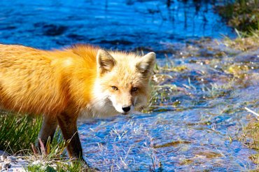 róka egy folyónál