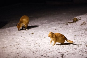 róka és egy macska találkozik