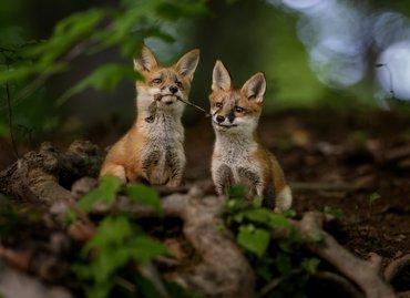 rókakölykök játszanak az erdőben