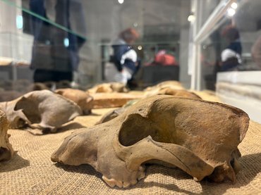 Római kori kutyakoponya a táci múzeumban egy vitrinben