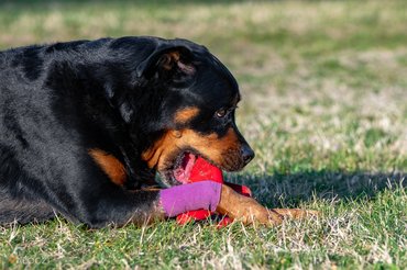 Rottweiler with a toy