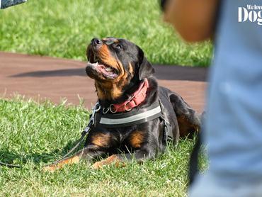 rottweiler falkasétán