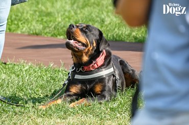 rottweiler falkasétán