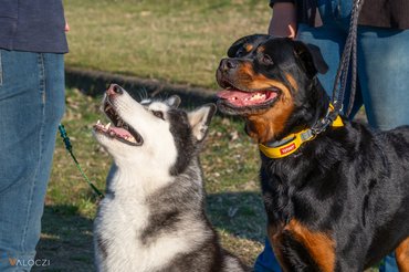 rottweiler és husky figyelmesen néznek a gazdára
