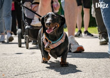 rövidszőrű fekete tacskó a DOGZ tacskó falkasétán