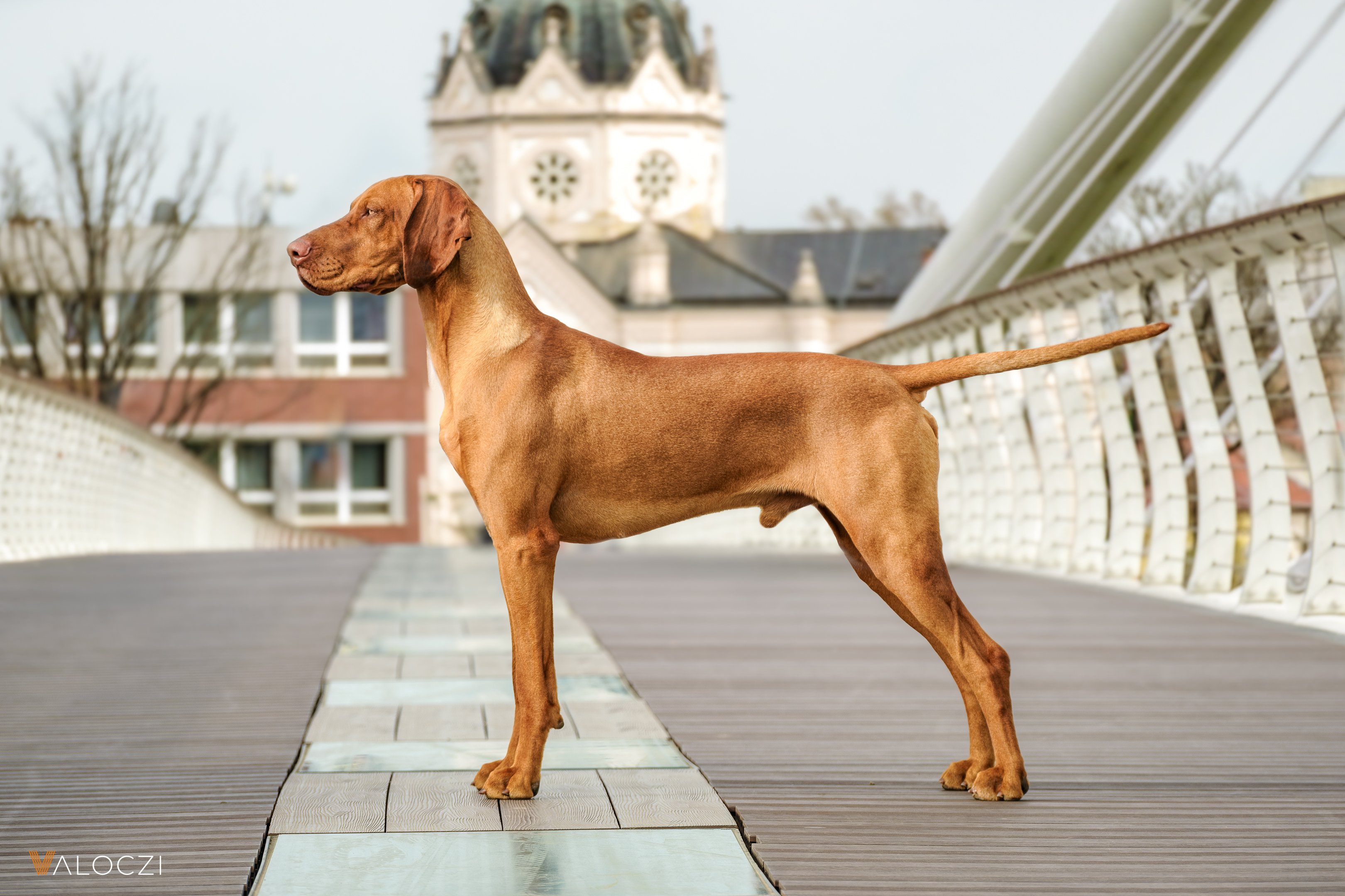 rövidszőrű magyar vizsla