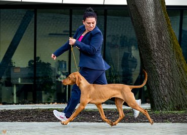 rövidszőrű magyar vizsla kutyakiállításon